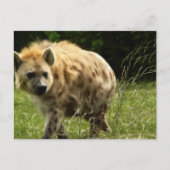 Carte postale Hyena (Devant)