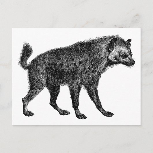 Carte Postale Hyena (Devant)