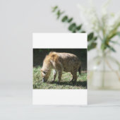 Carte Postale Hyena (Debout devant)