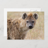 Carte Postale Hyena (Devant / Derrière)