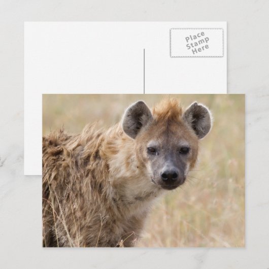 Carte Postale Hyena (Devant / Derrière)