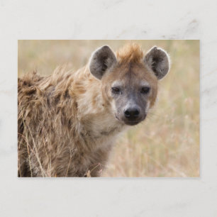 Carte Postale Hyena