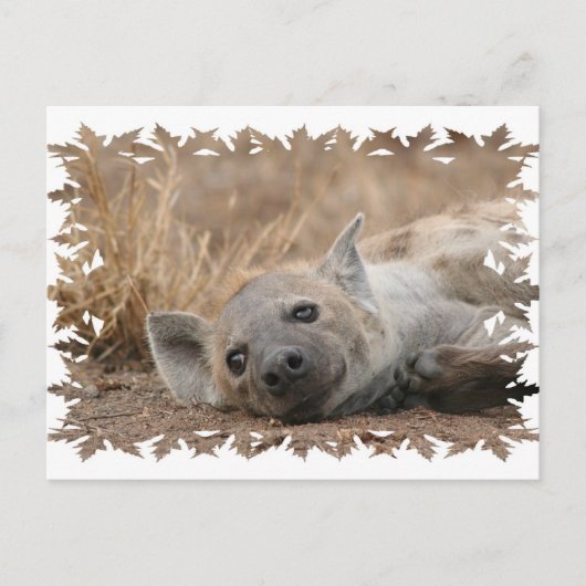 Carte postale Hyena Picture (Devant)