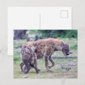 Carte Postale Hyena Wildlife of Africa (Devant / Derrière)