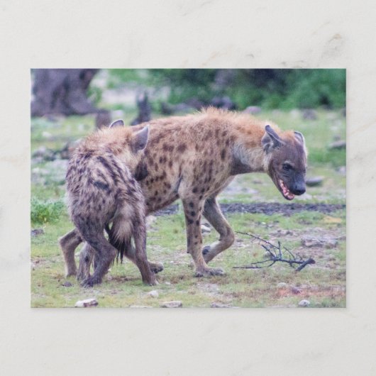 Carte Postale Hyena Wildlife of Africa (Devant)