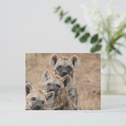 Carte postale Hyenas (Debout devant)