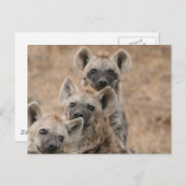 Carte postale Hyenas (Devant / Derrière)
