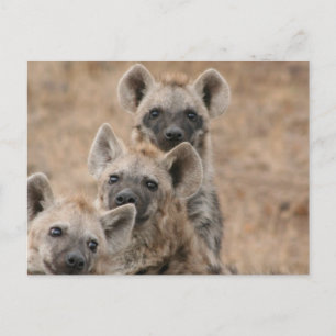 Carte postale Hyenas