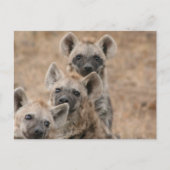 Carte postale Hyenas (Devant)