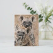 Carte postale Hyenas (Debout devant)