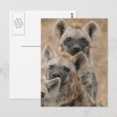 Carte postale Hyenas (Devant / Derrière)