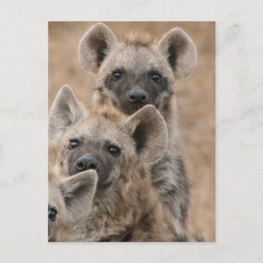 Carte postale Hyenas (Devant)