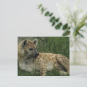 Carte postale Hyenas riante (Debout devant)