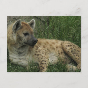 Carte postale Hyenas riante