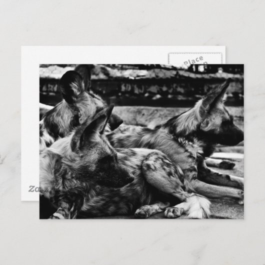 Carte Postale Hyènes (Devant / Derrière)