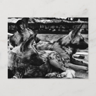 Carte Postale Hyènes