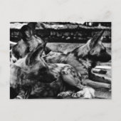 Carte Postale Hyènes (Devant)