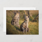 Carte Postale Hyènes (Devant / Derrière)