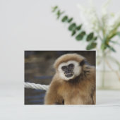 Carte Postale Hylobates lar (Debout devant)