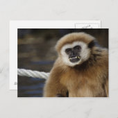 Carte Postale Hylobates lar (Devant / Derrière)