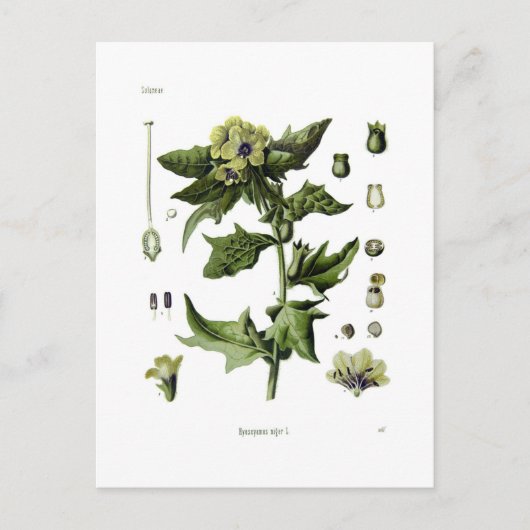 Carte Postale Hyoscyamus niger (Henbane noir) (Devant)