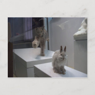 Carte Postale Hyper Lynx exécute a)cross-hare