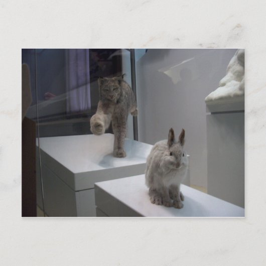 Carte Postale Hyper Lynx exécute a)cross-hare (Devant)