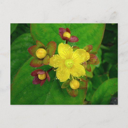 Carte Postale Hypericum Androsaemon 01 (Devant)