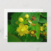 Carte Postale Hypericum Androsaemon 02 (Devant / Derrière)