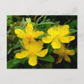 Carte Postale Hypericum calycinum (Devant)