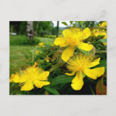 Carte Postale Hypericum calycinum (Devant)