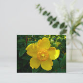 Carte Postale Hypericum Hidcote (Debout devant)