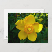 Carte Postale Hypericum Hidcote (Devant / Derrière)