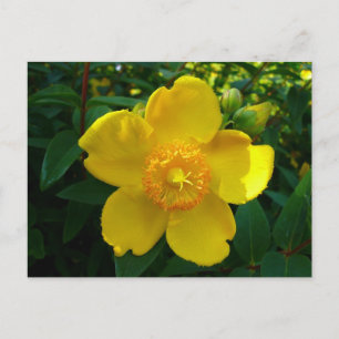 Carte Postale Hypericum Hidcote