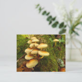 Carte postale Hypholoma fasciculare Champignons (Debout devant)