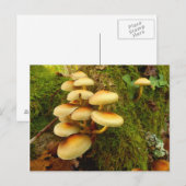 Carte postale Hypholoma fasciculare Champignons (Devant / Derrière)