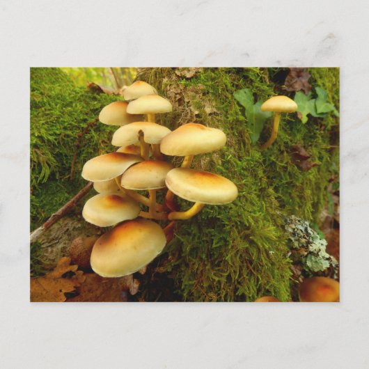 Carte postale Hypholoma fasciculare Champignons (Devant)