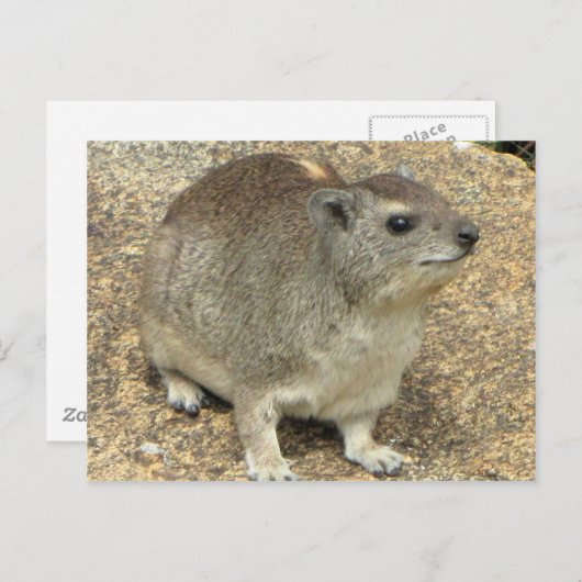 Carte Postale Hyrax (Devant / Derrière)