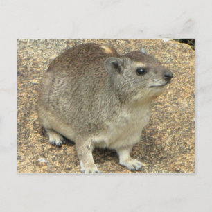 Carte Postale Hyrax