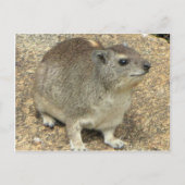 Carte Postale Hyrax (Devant)