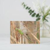 Carte Postale I1 Libellule verte (Debout devant)
