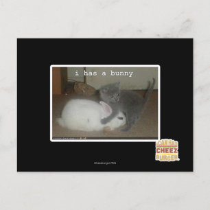 Carte Postale I a un lapin