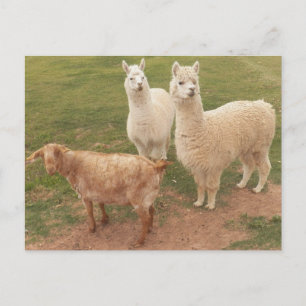 Carte Postale I am sure YOU ALL are SMILING looking at them