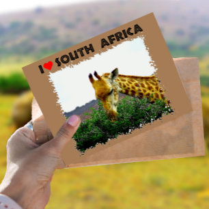 Carte Postale I Coeur Afrique du Sud Giraffe Thorn tree