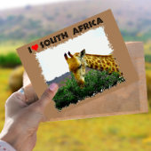 Carte Postale I Coeur Afrique du Sud Giraffe Thorn tree