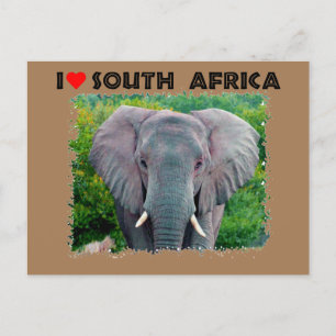 Carte Postale I Heart Afrique du Sud jeune éléphant taureau