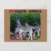 Carte Postale I Heart Afrique du Sud Zebra Aloe (Devant)