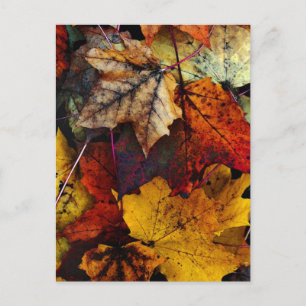 Carte postale - 'I Love Fall' de Joanne Coyle