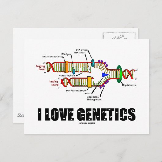 Carte Postale I Love Genetics (réplication de l'ADN) (Devant / Derrière)
