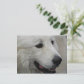 Carte postale I Love Great Pyrenees (Debout devant)